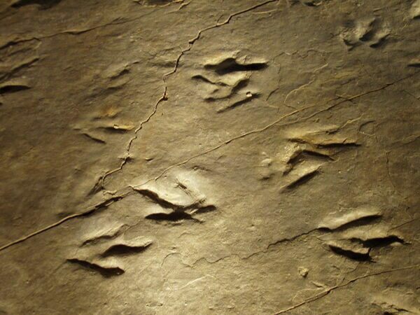 Closeup of Eubrontes tracks at Dinosaur State Park in Connecticut.